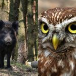 Chytrou sovu najdou za 9 sekund jen lidé s vysokým IQ: důmyslný optický klam Chytrou sovu najdou za 9 sekund jen lidé s vysokým