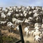 Hádanka pro ty, kteří mají skvělý zrak: musíte najít psa do 3 sekund. Hádanka pro ty, kteří mají skvělý zrak: musíte najít psa