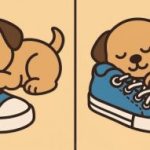 IQ test: najděte 3 rozdíly na obrázku štěněte na botě