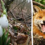 Optická iluze vám ukáže, jaké je vaše IQ: musíte najít lišku v lese za 9 sekund. Optická iluze vám ukáže, jaké je vaše IQ: musíte najít