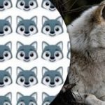 Vlka najde jen málokdo: zajímavá logická hra na upoutání pozornosti