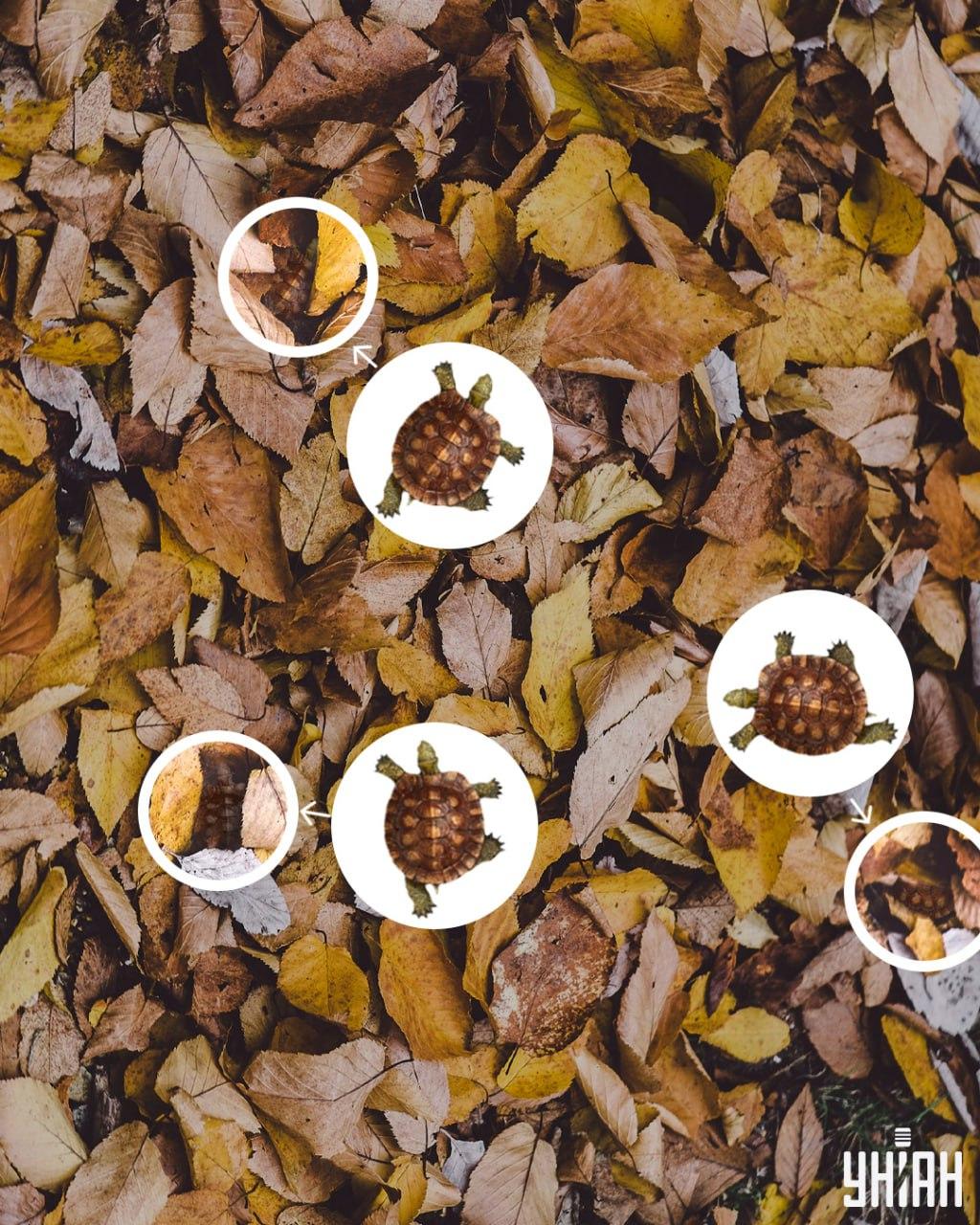 Želví krunýře lze snadno zaměnit za zažloutlé listy / koláž Moje