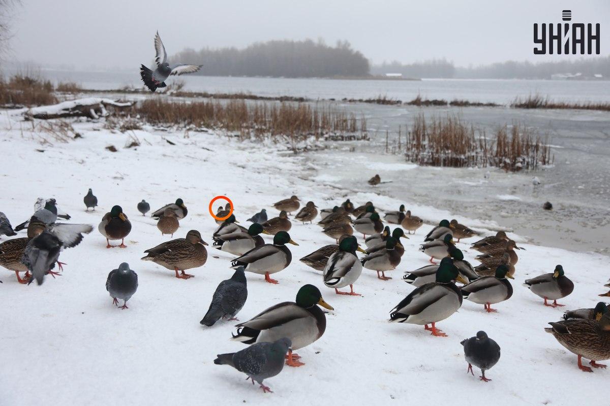 U centra optických klamů se schovával vrabec / koláž s fotografií Mojeu
