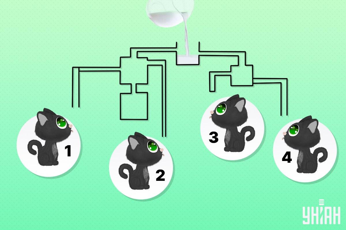 Najděte kočku, která se jako první napije mléka / koláž Moje