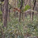 Hádanka pro ty, kteří mají výborný zrak: do 10 sekund