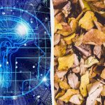 Rychlý trikový IQ test: najděte tři želvy mezi listy za