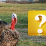 Vrabce najde za 10 vteřin jen IQ gigant: otestujte se